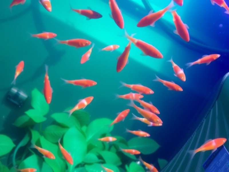 Diwali Celebration in Game Diwali Festival Event in Ganges Fish Farm